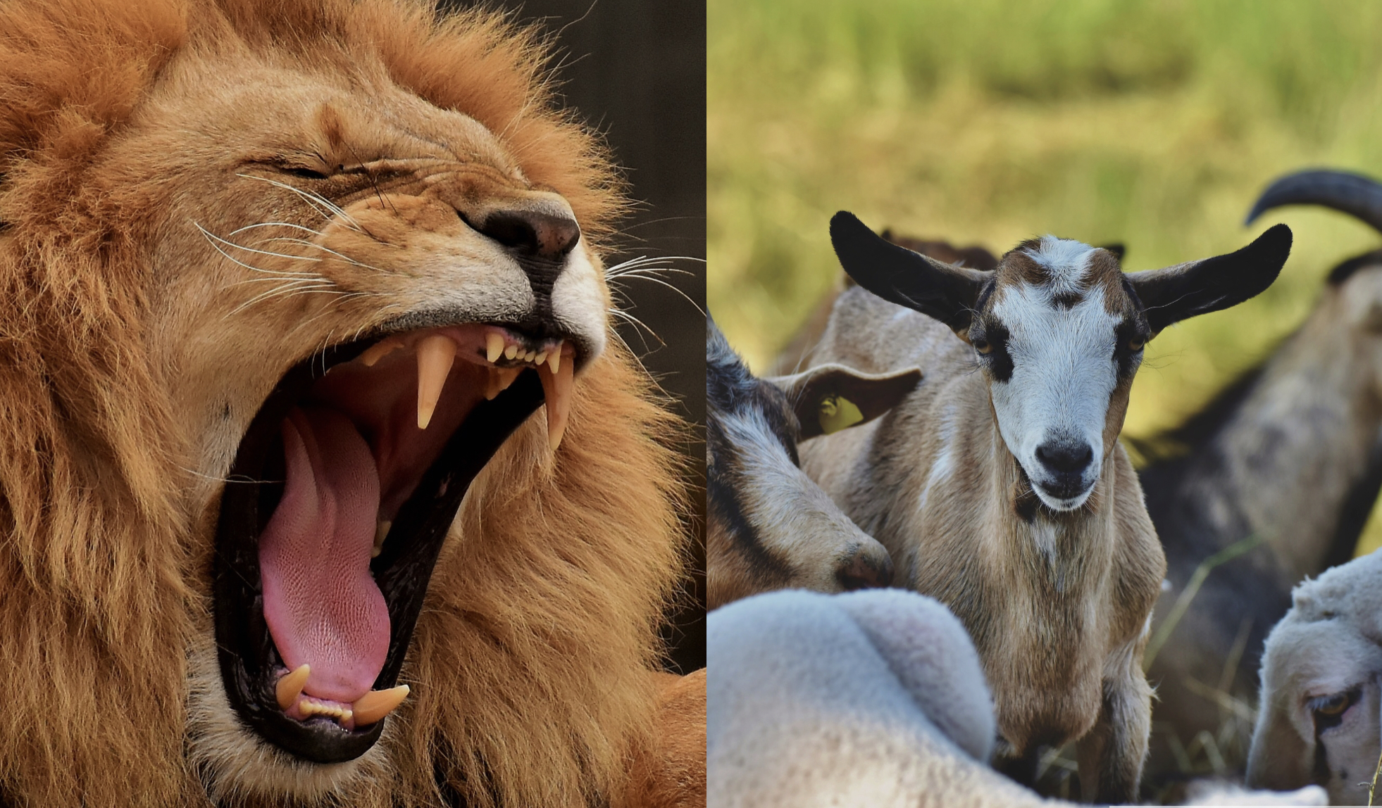 ライオンとヤギ
